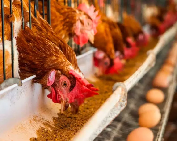 Banoli Farm Poultry 7