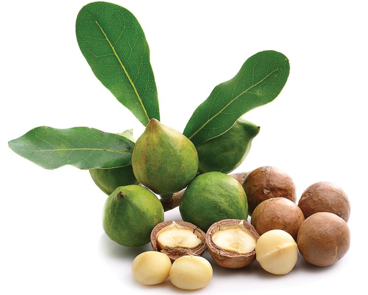 Banoli Macadamia Prroject